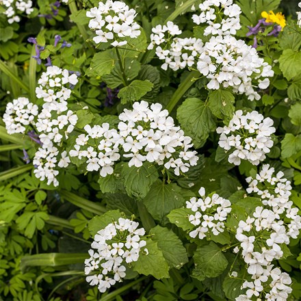 Pachyphragma macrophyllum