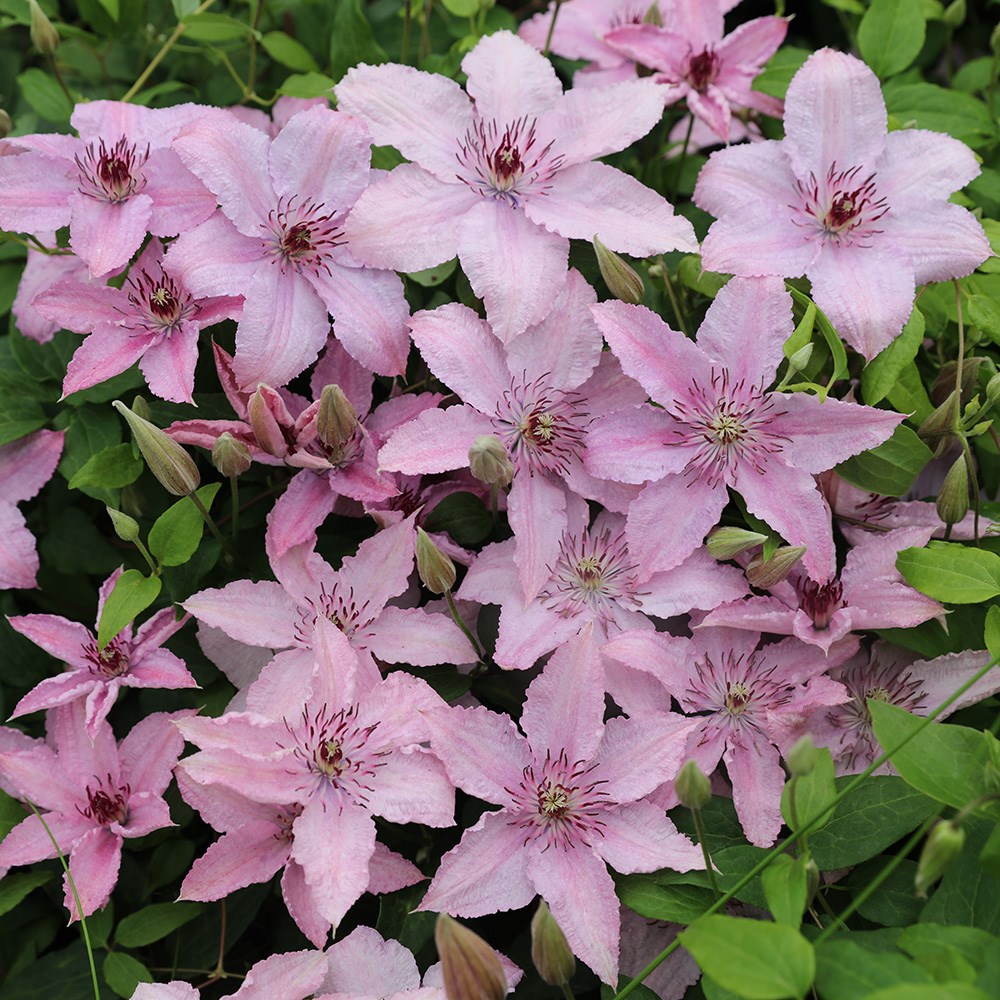 <i>Clematis</i> 'Hagley Hybrid'