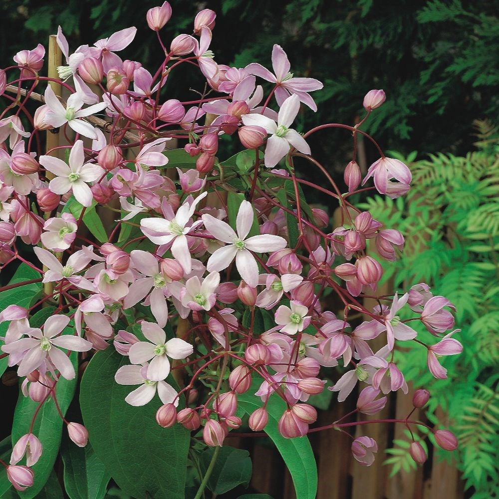 <i>Clematis</i> 'Hendersonii Rubra'