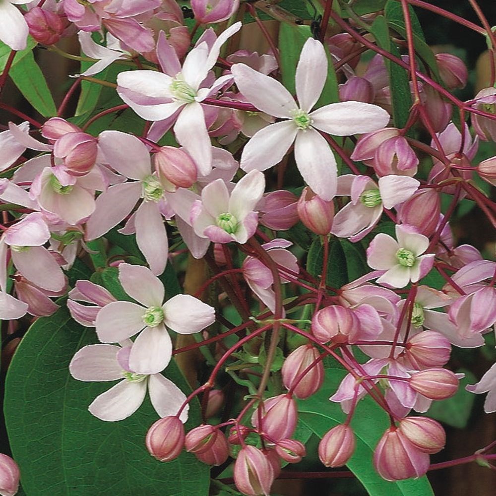 <i>Clematis</i> 'Hendersonii Rubra'