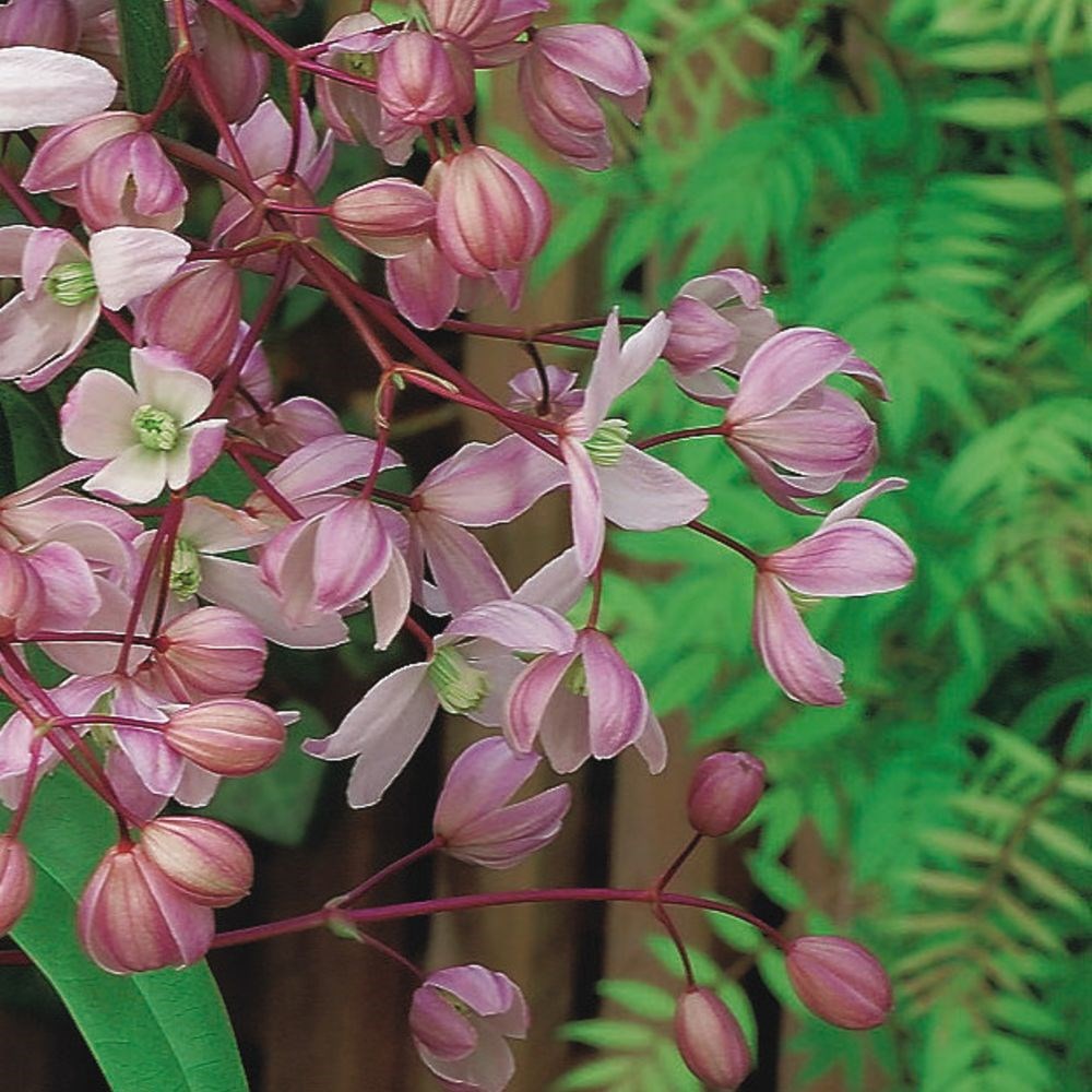 <i>Clematis</i> 'Hendersonii Rubra'