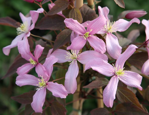 <i>Clematis</i> 'Warwickshire Rose'