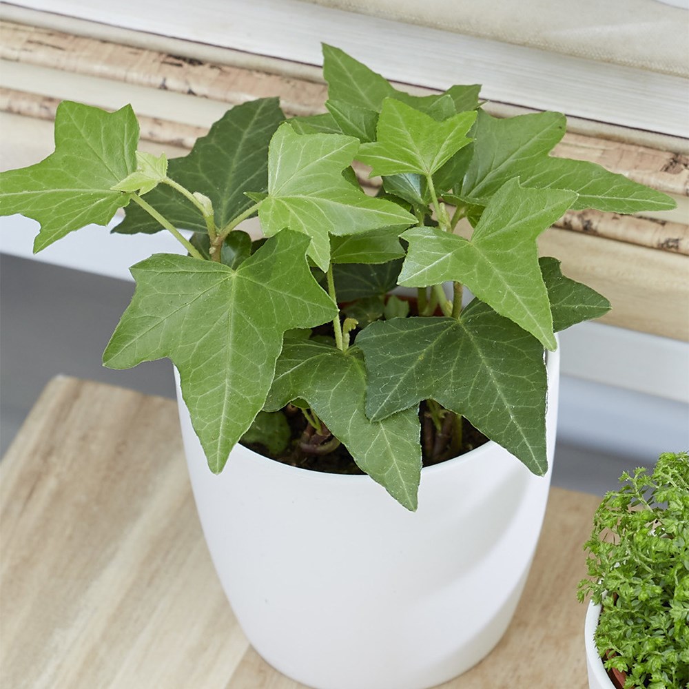 <i>Hedera helix</i> 