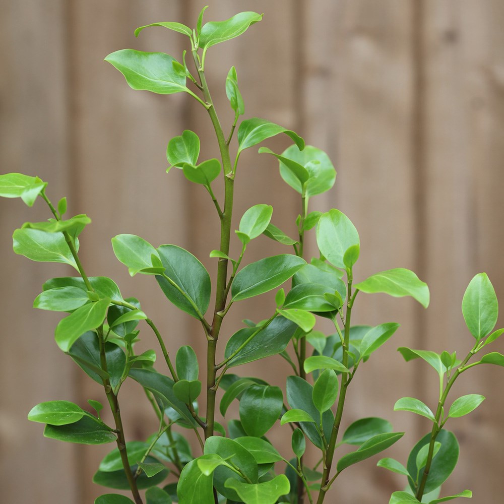 <i>Griselinia littoralis</i> 