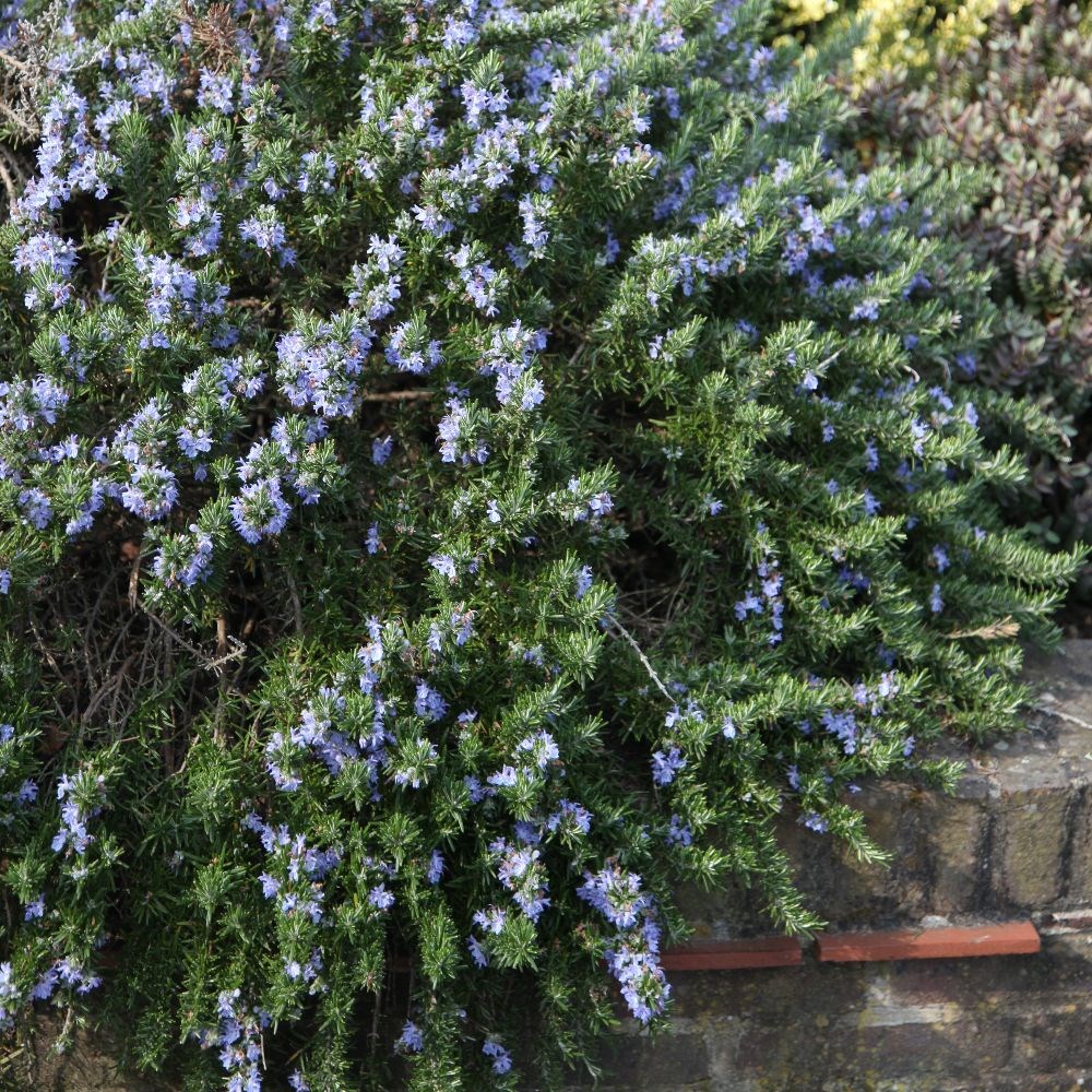rosemary 'Prostratus Group'