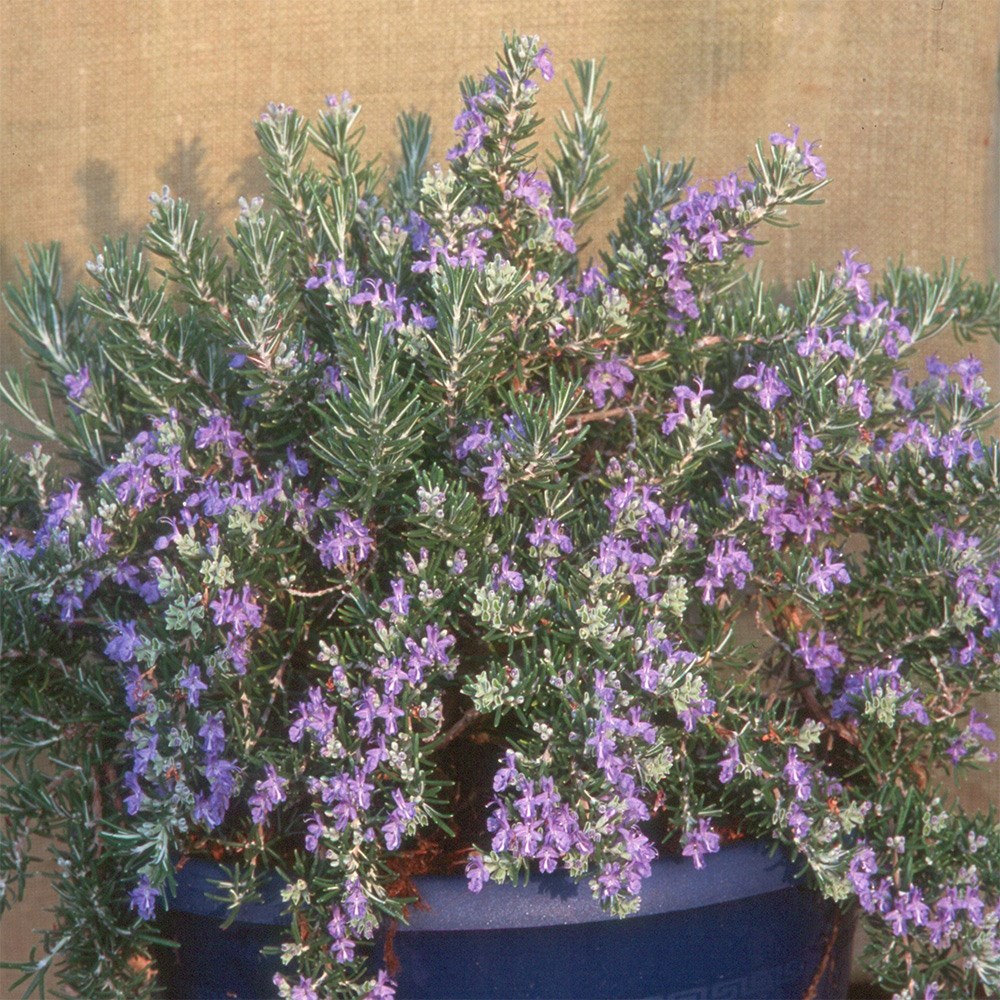 rosemary <i>Salvia rosmarinus</i> 'Roman Beauty' (PBR)