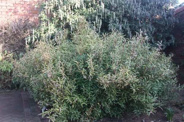 <i>Sarcococca hookeriana</i> var. <i>digyna</i> 'Purple Stem'