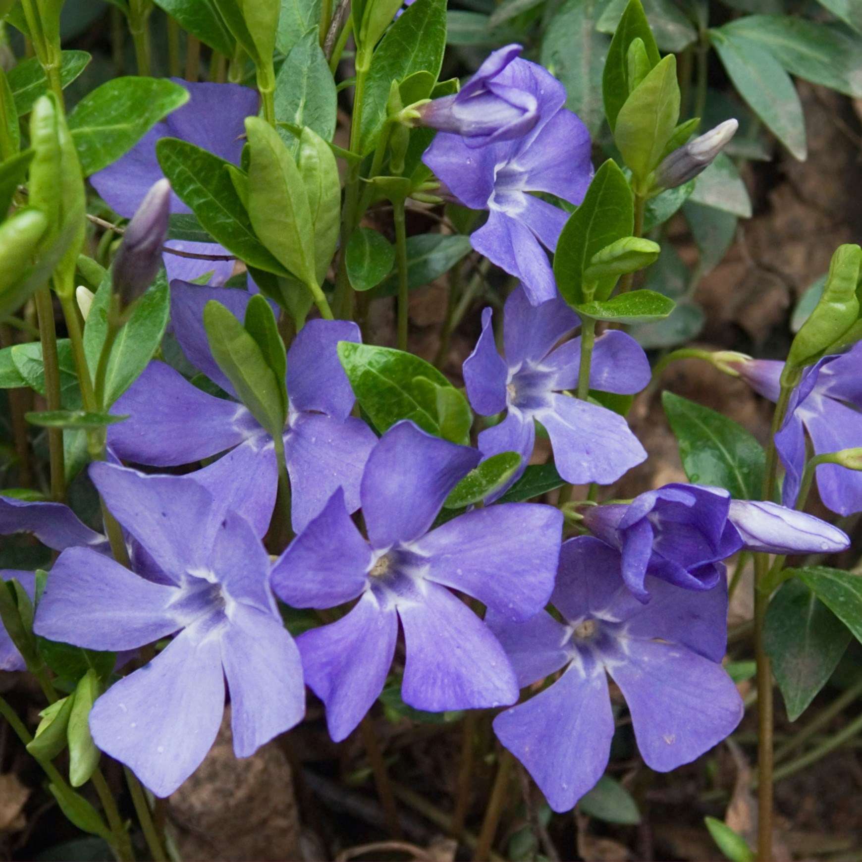 <i>Vinca minor</i> 