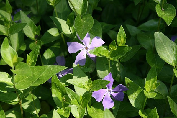 <i>Vinca minor</i> 