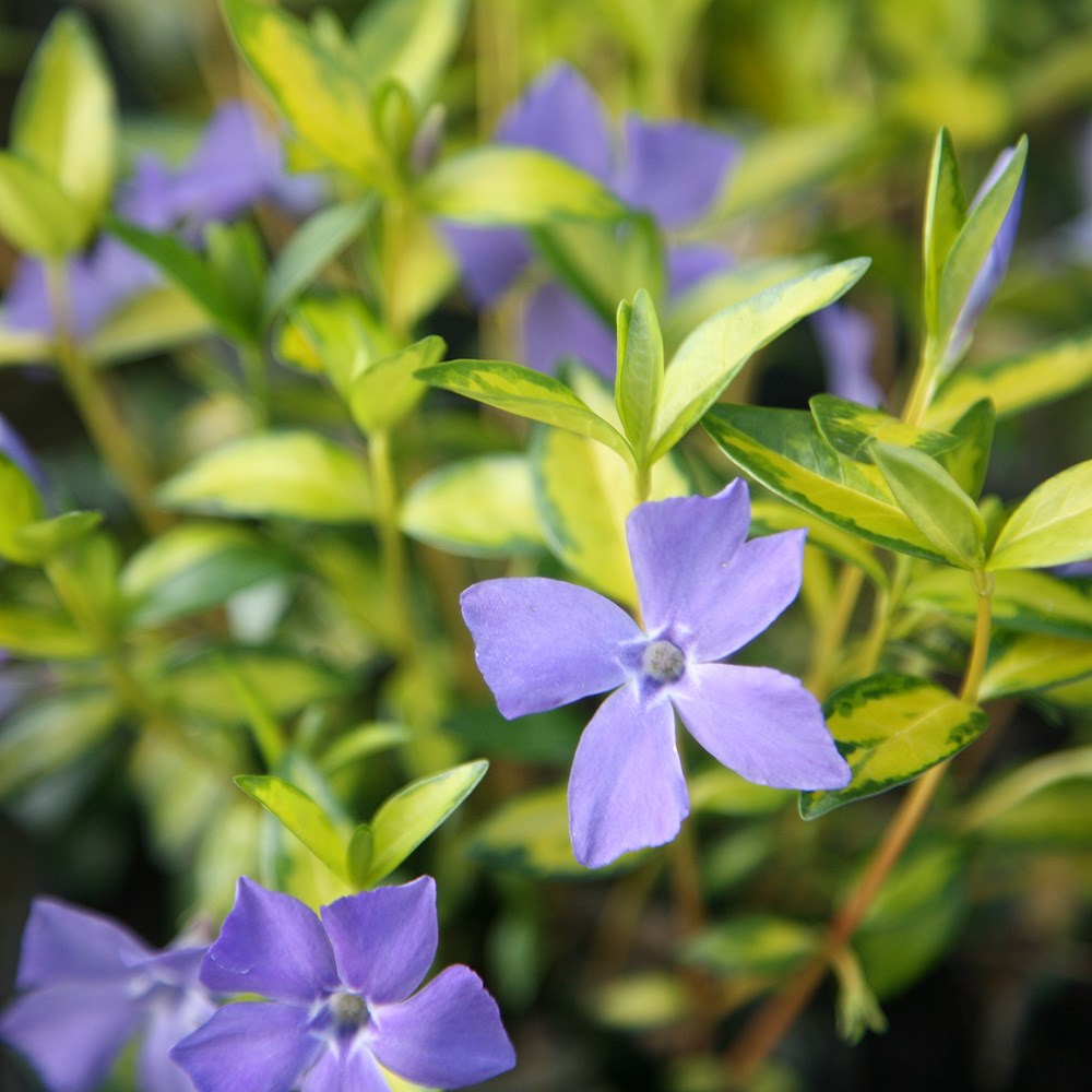 <i>Vinca minor</i> 'Illumination'