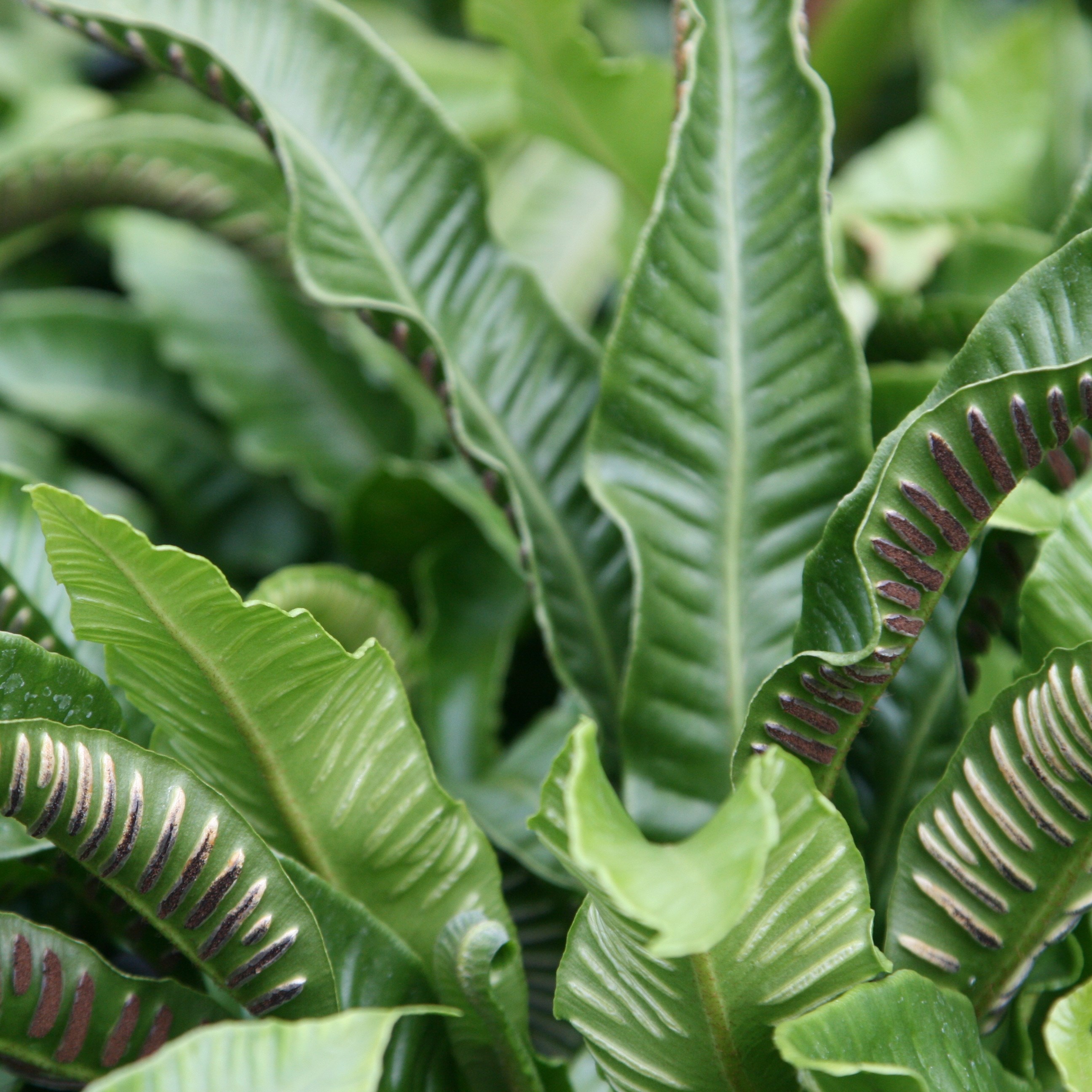 <i>Asplenium scolopendrium</i> 