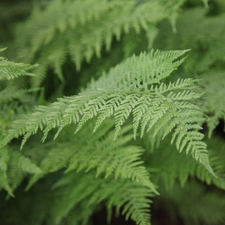 <i>Athyrium filix-femina</i> 