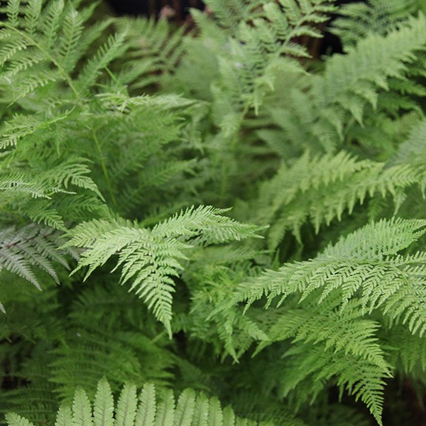 <i>Athyrium filix-femina</i> 
