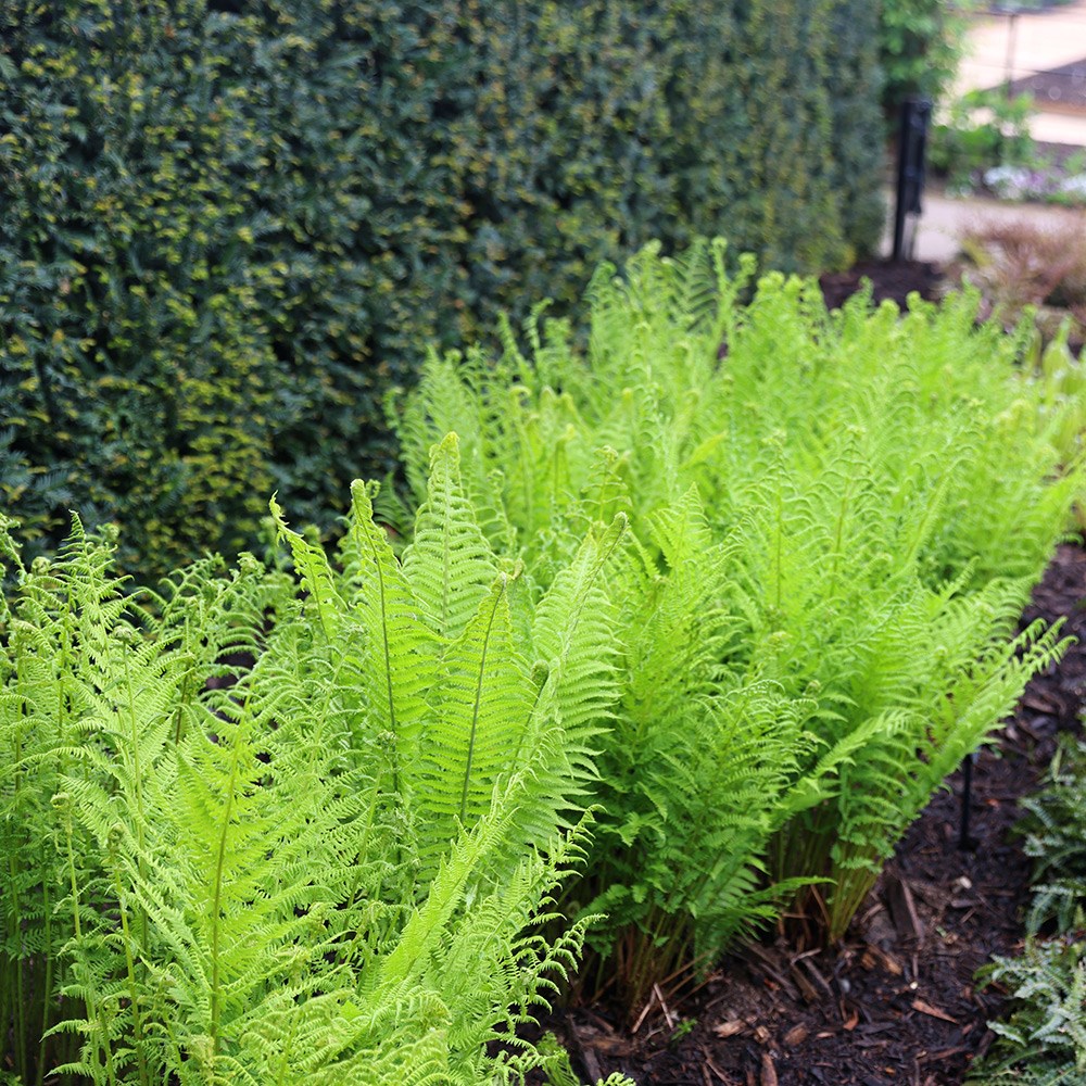 <i>Athyrium filix-femina</i> 