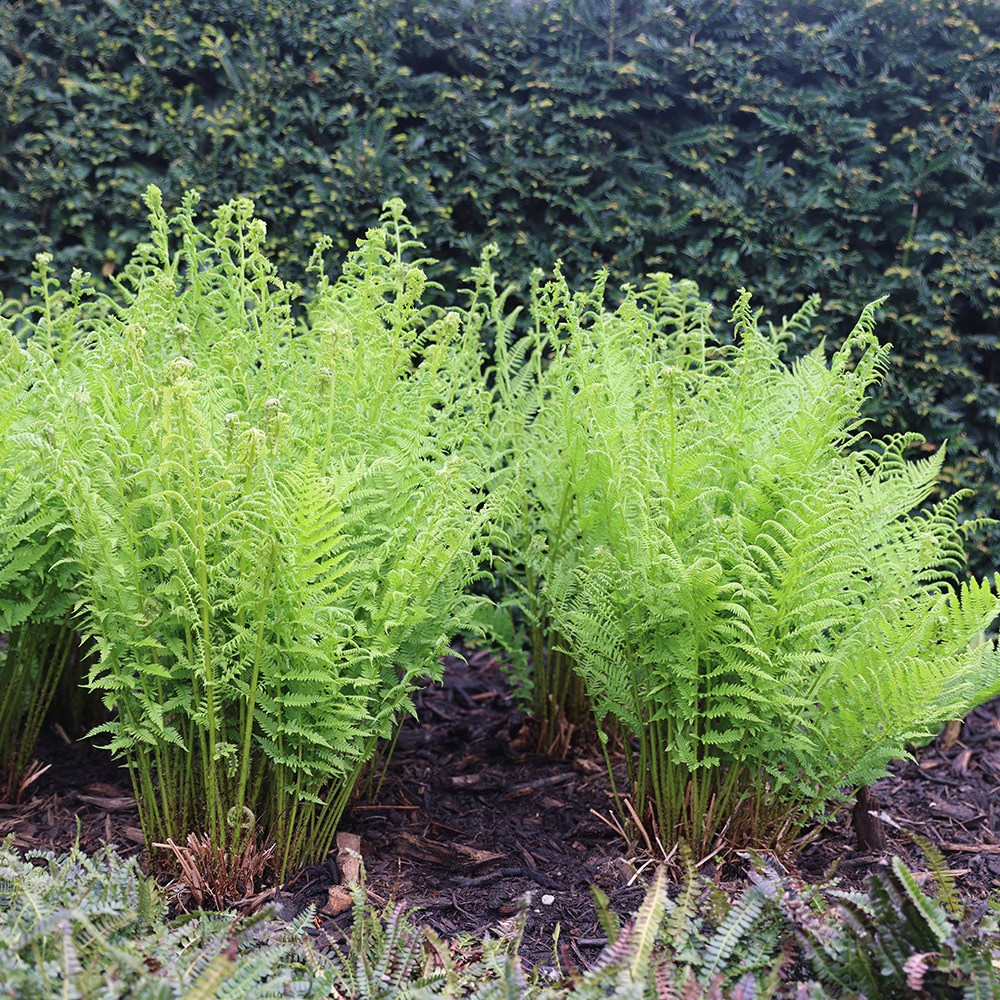 <i>Athyrium filix-femina</i> 