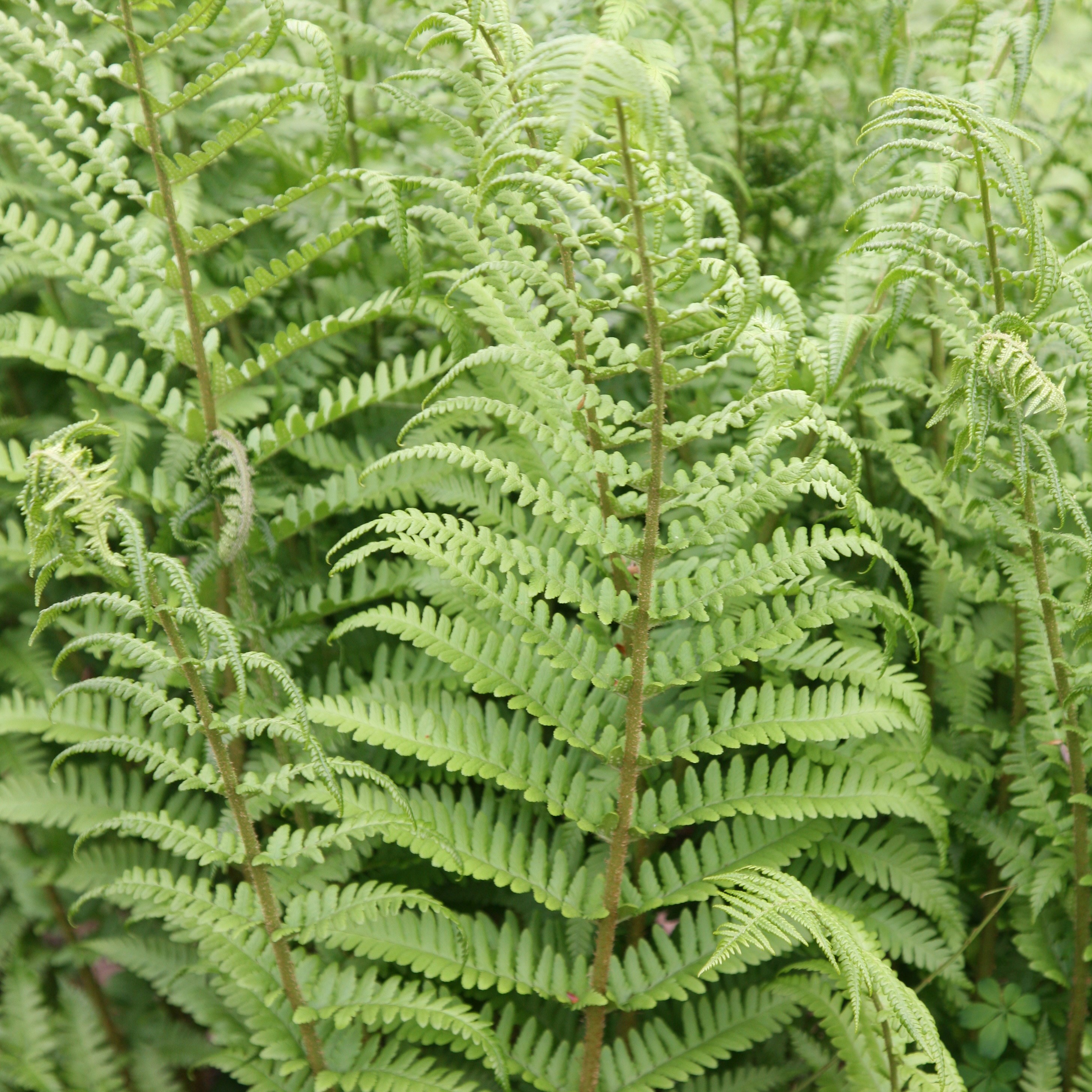 <i>Dryopteris filix-mas</i> 