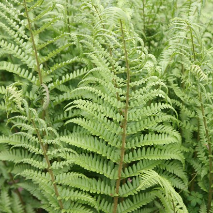 <i>Dryopteris filix-mas</i> 