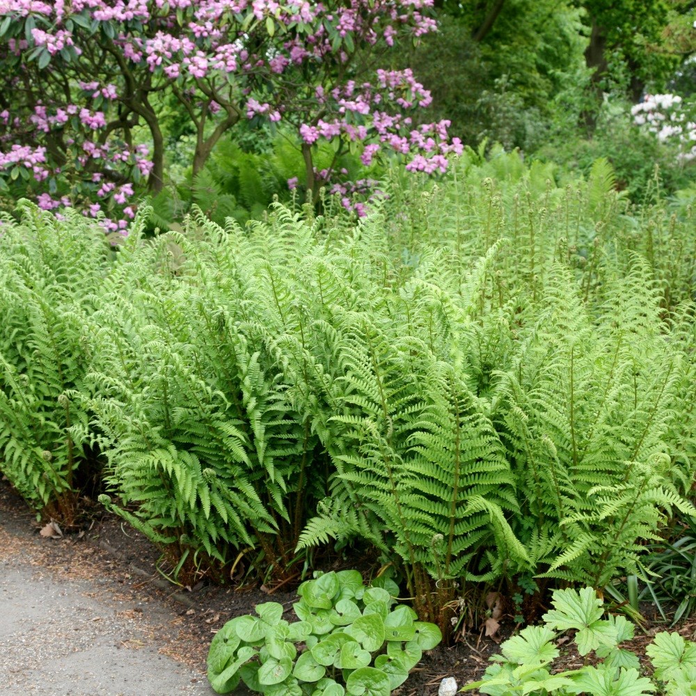 <i>Dryopteris filix-mas</i> 