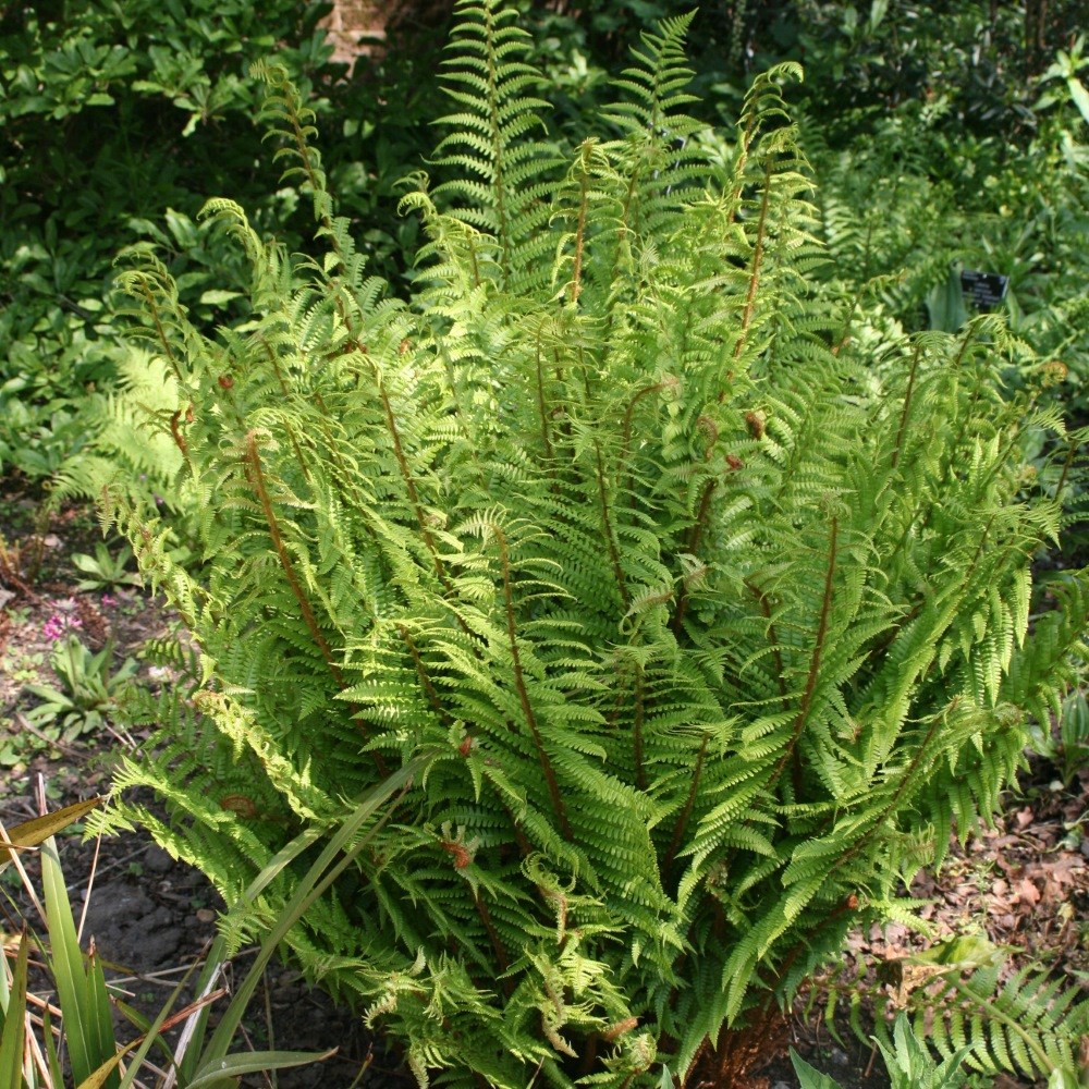 <i>Dryopteris filix-mas</i> 