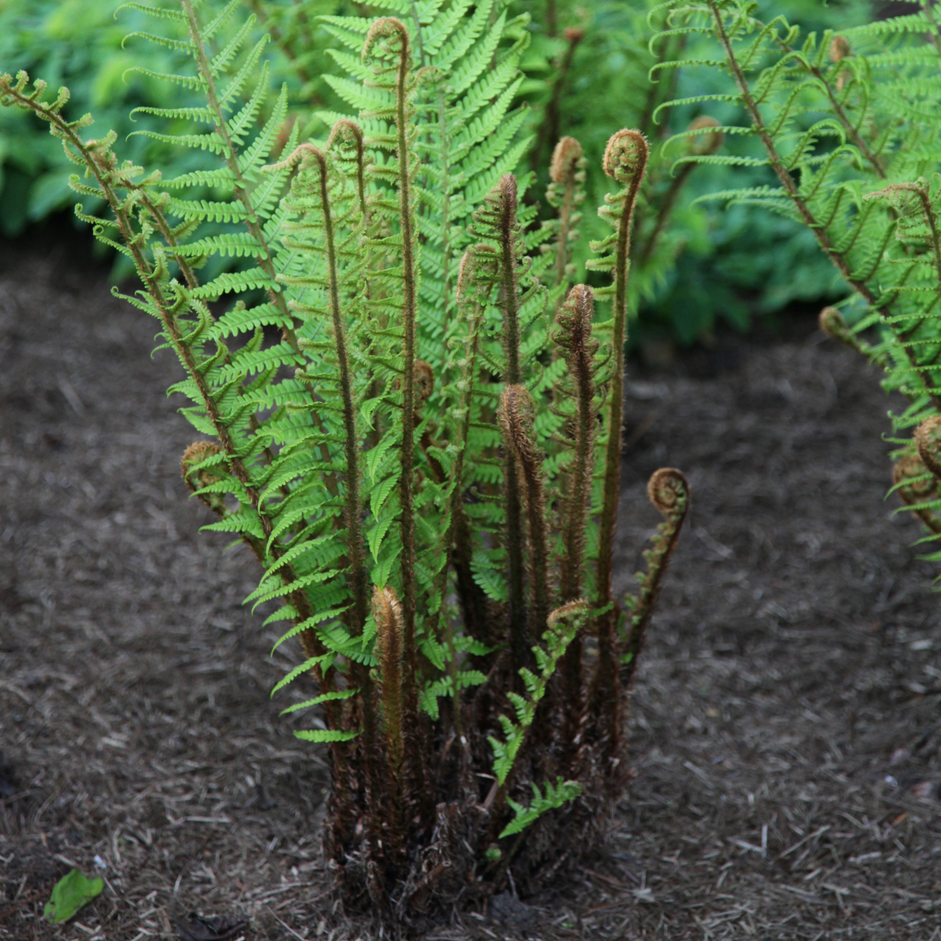 <i>Dryopteris wallichiana</i> 