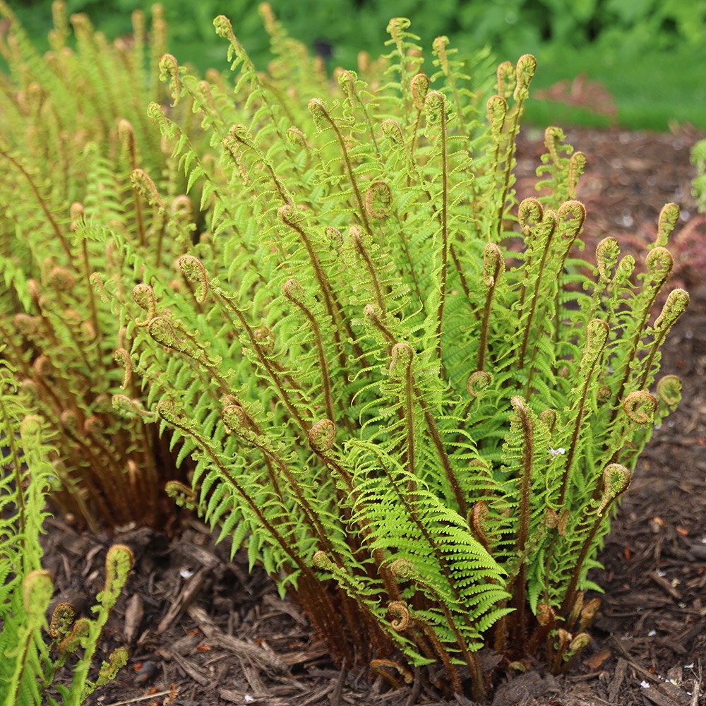 <i>Dryopteris wallichiana</i> 