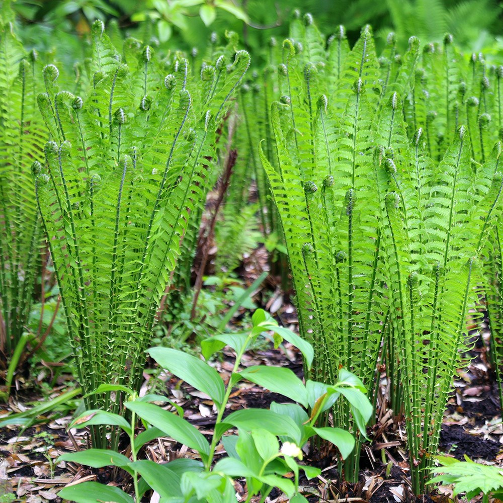 <i>Matteuccia struthiopteris</i> 
