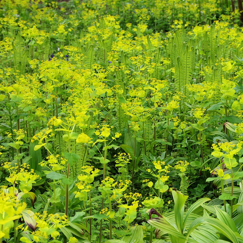 <i>Matteuccia struthiopteris</i> 