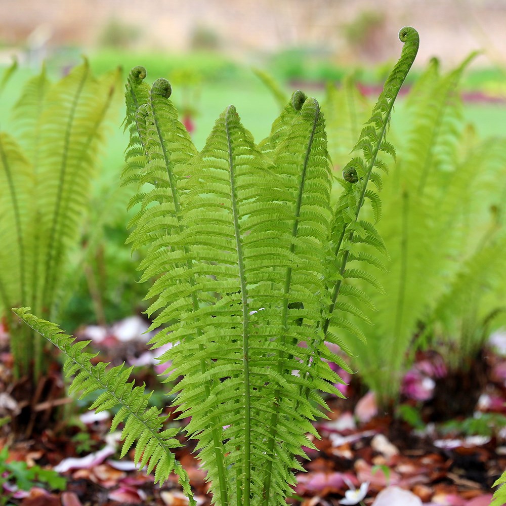 <i>Matteuccia struthiopteris</i> 