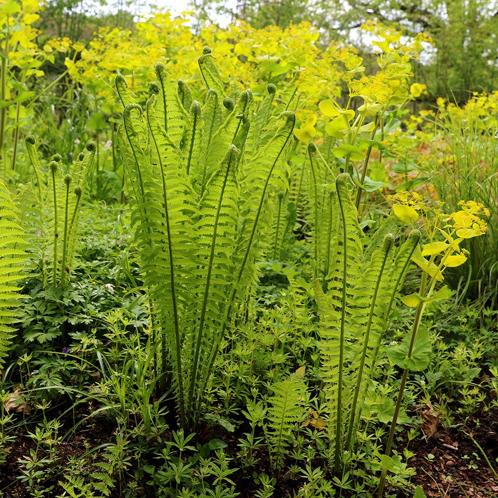 <i>Matteuccia struthiopteris</i> 