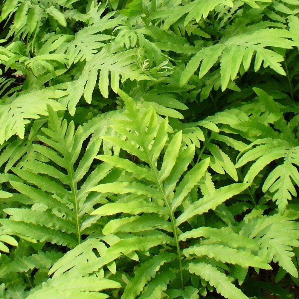 <i>Onoclea sensibilis</i> 