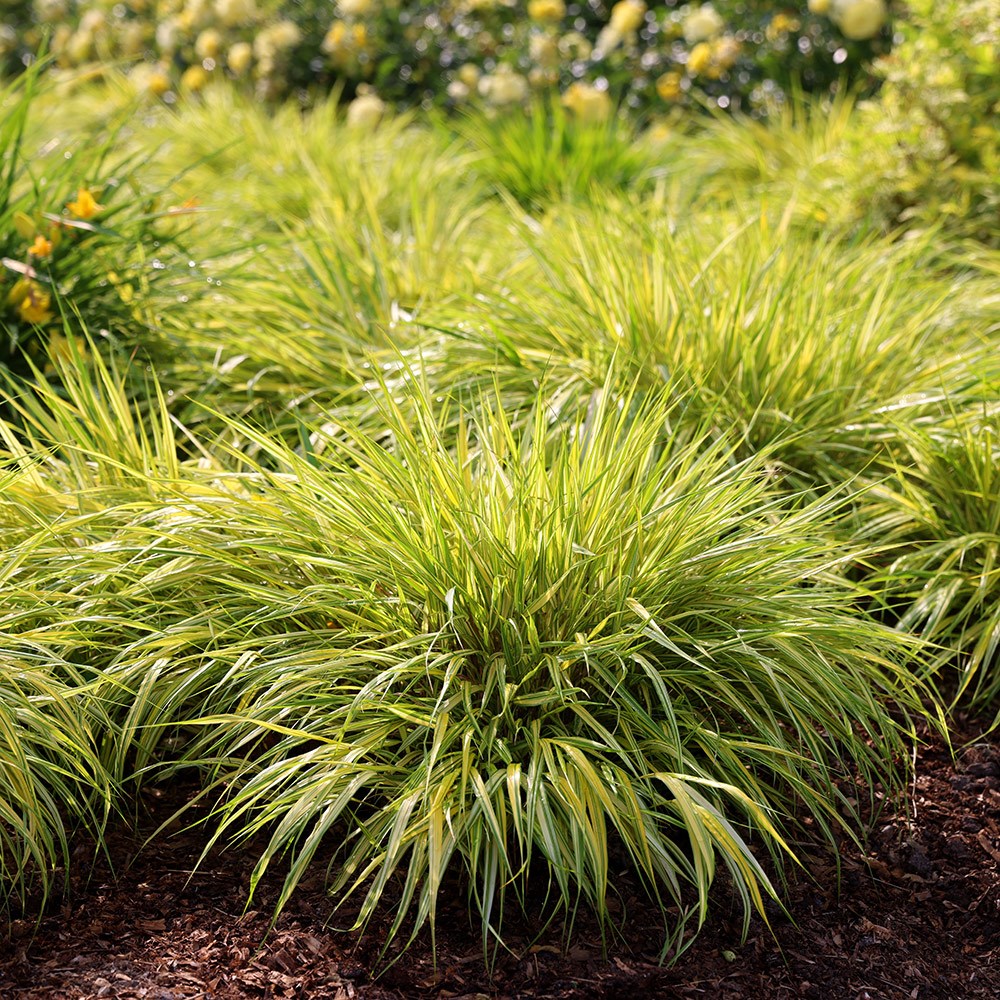 <i>Hakonechloa macra</i> 'Aureola'