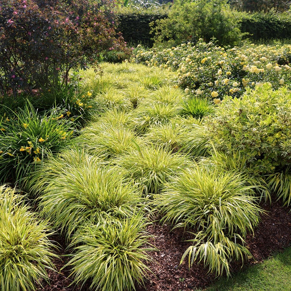 <i>Hakonechloa macra</i> 'Aureola'