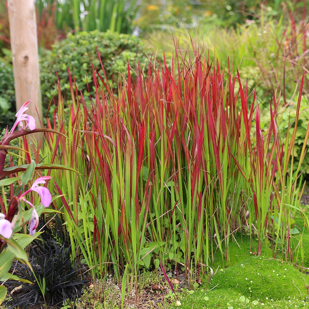 <i>Imperata cylindrica</i> 'Rubra'