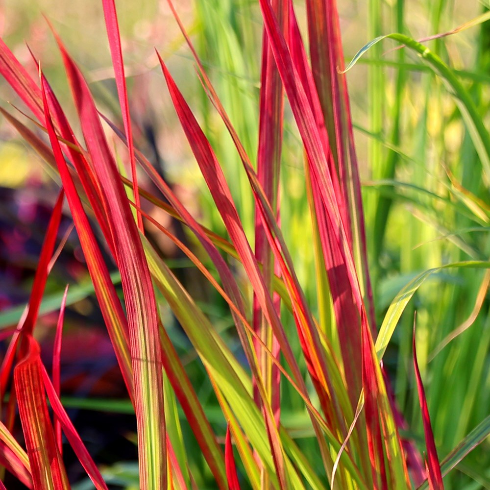 <i>Imperata cylindrica</i> 'Rubra'