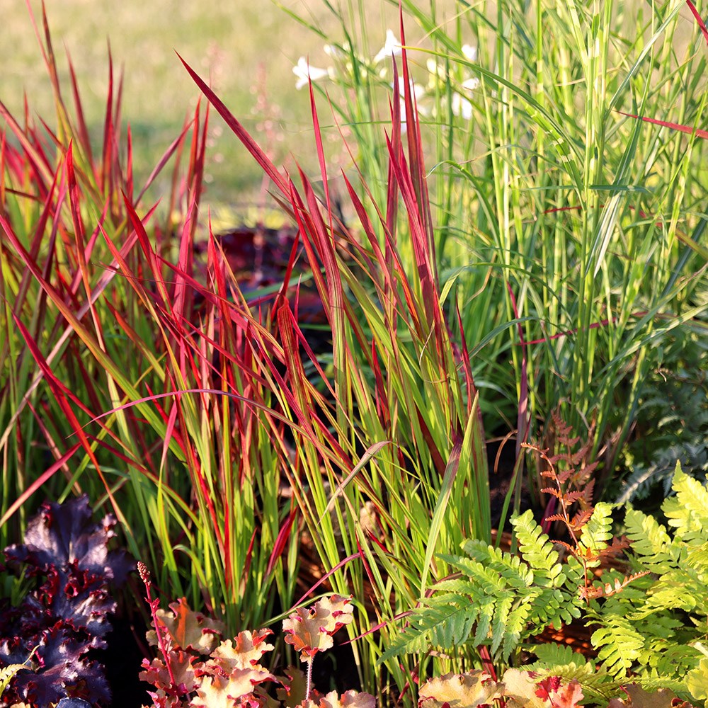 <i>Imperata cylindrica</i> 'Rubra'