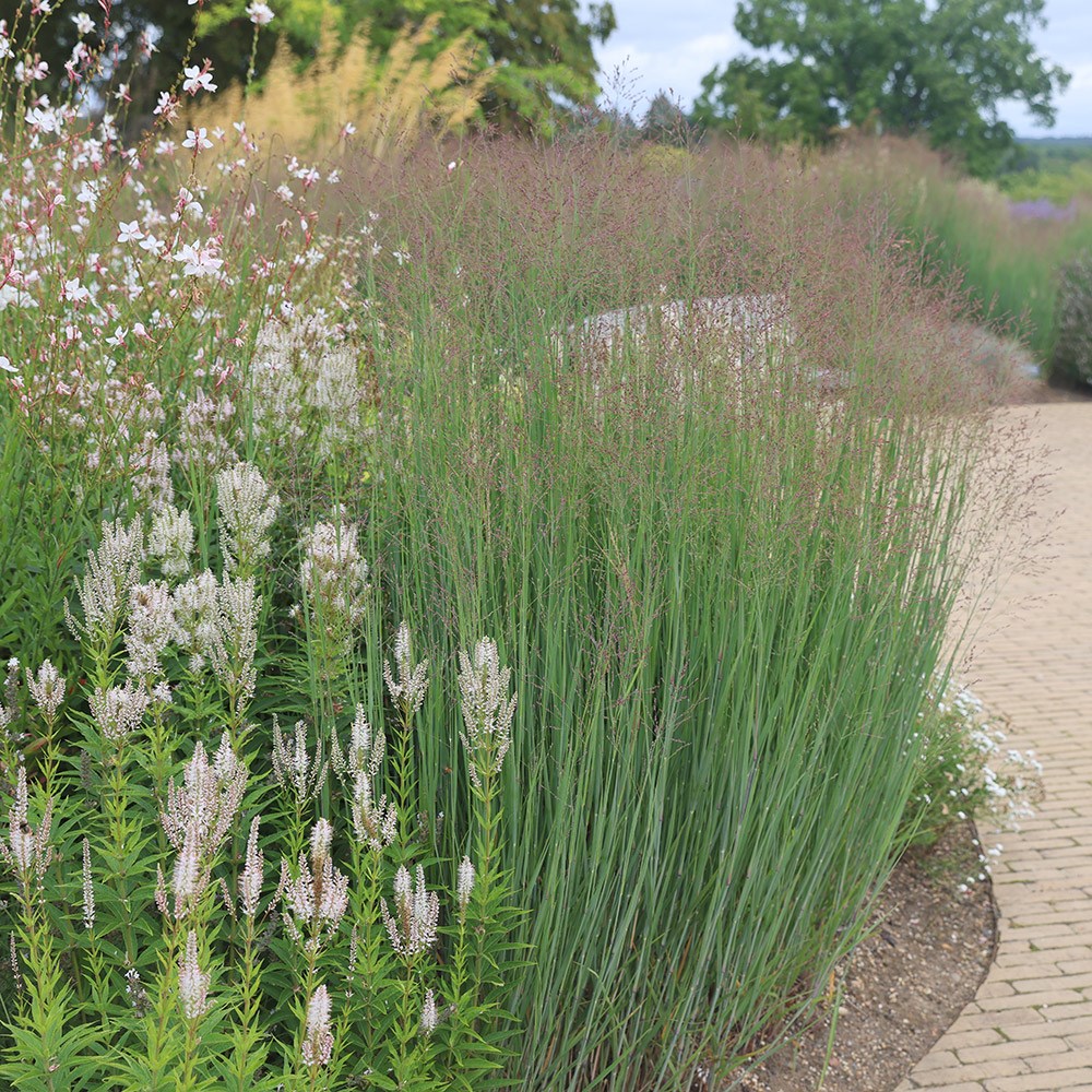<i>Panicum virgatum</i> 'Heavy Metal'