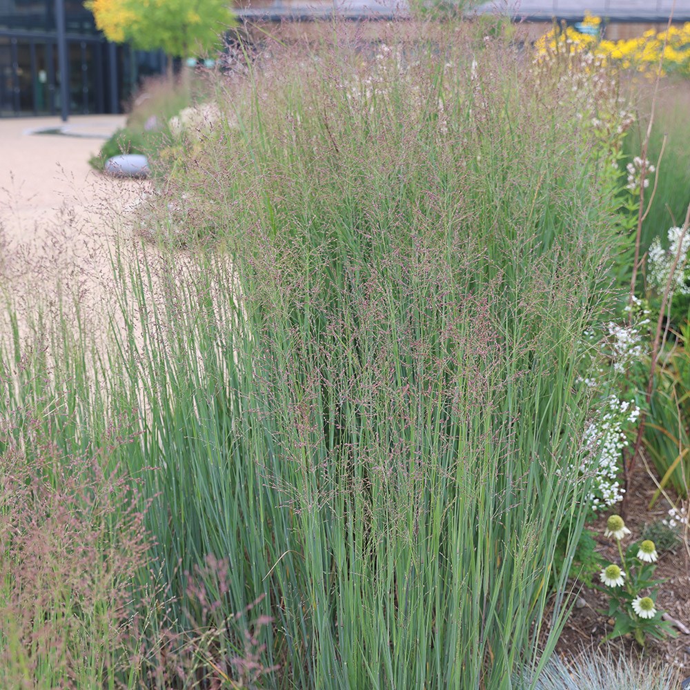 <i>Panicum virgatum</i> 'Heavy Metal'