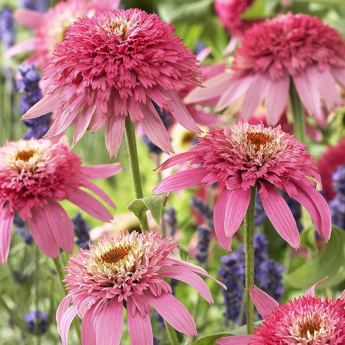 <I>Echinacea purpurea</i> 'Pink Double Delight' (PBR) (Cone-fections Series)
