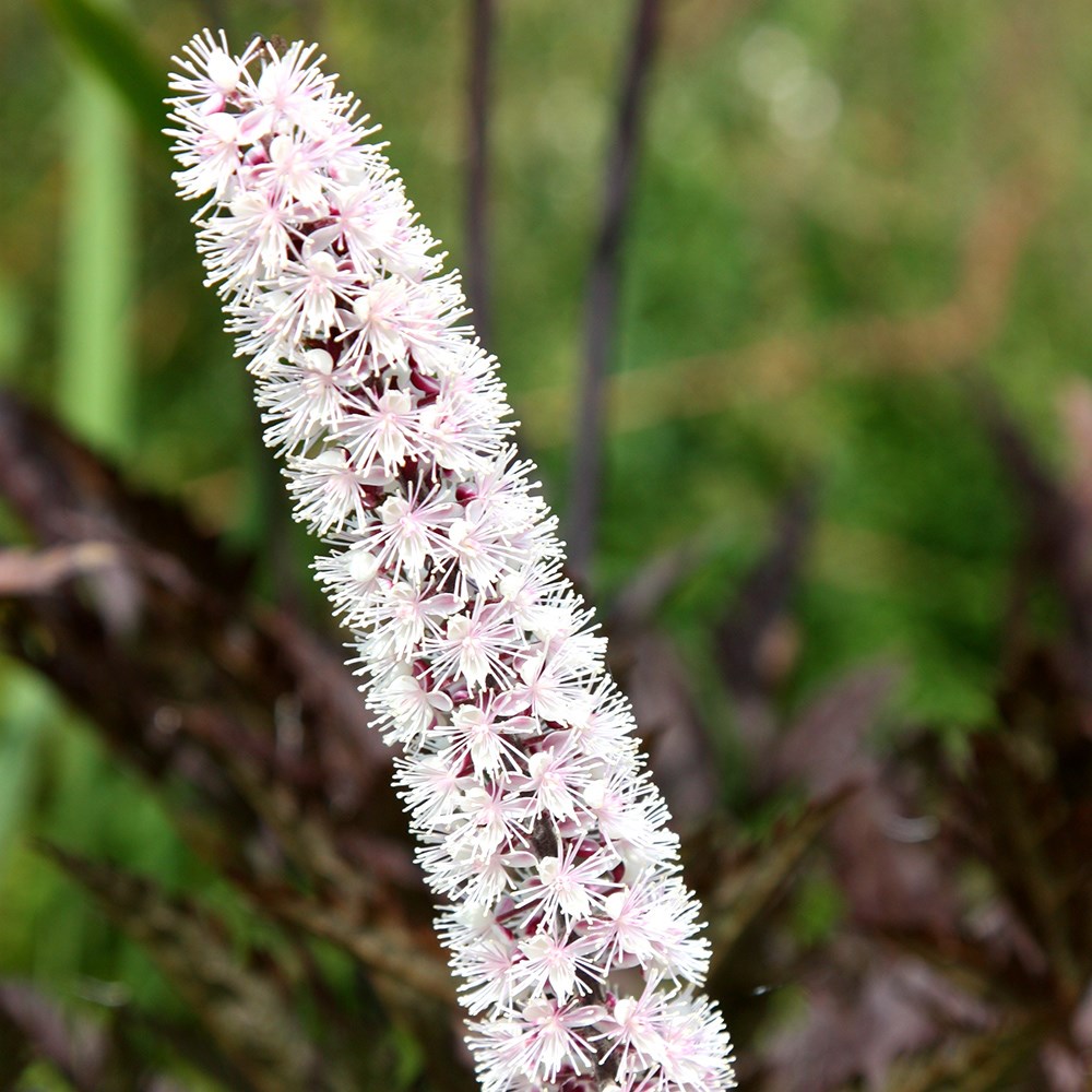 <i>Actaea simplex</i> 'Pink Spike'