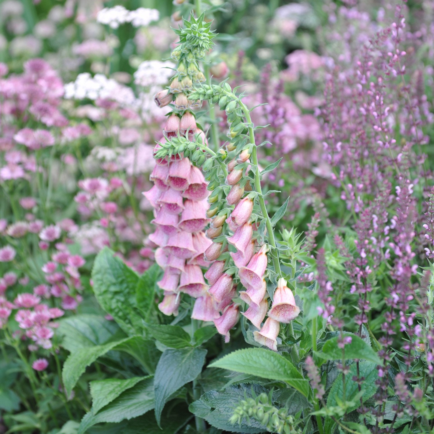 <I>Digitalis</i> × <i>mertonensis</i>