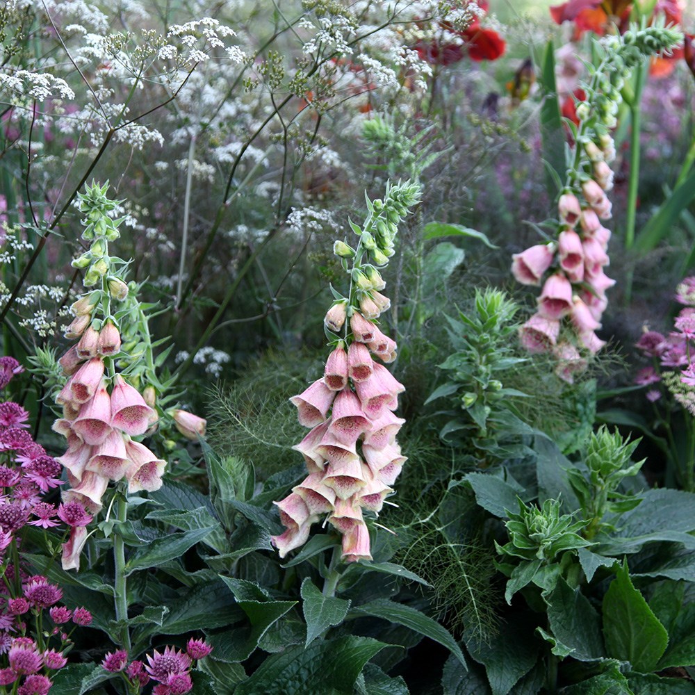 <I>Digitalis</i> × <i>mertonensis</i>