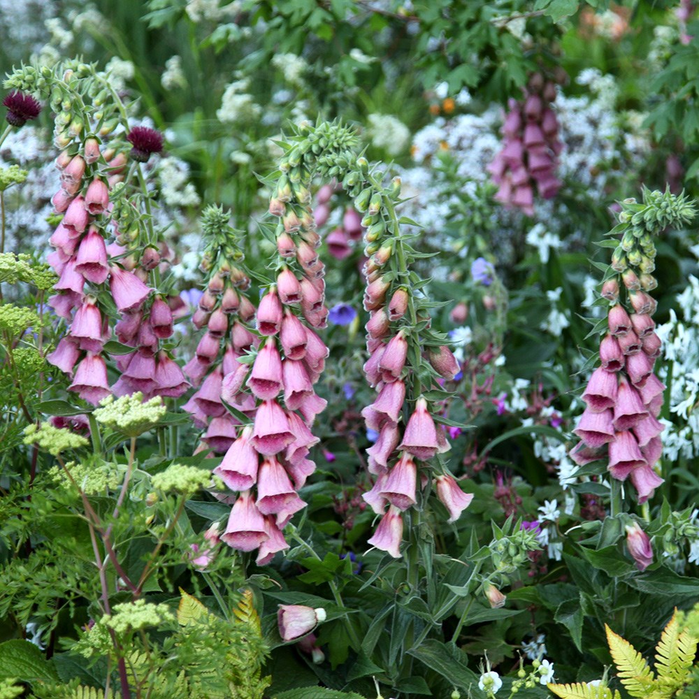 <I>Digitalis</i> × <i>mertonensis</i>
