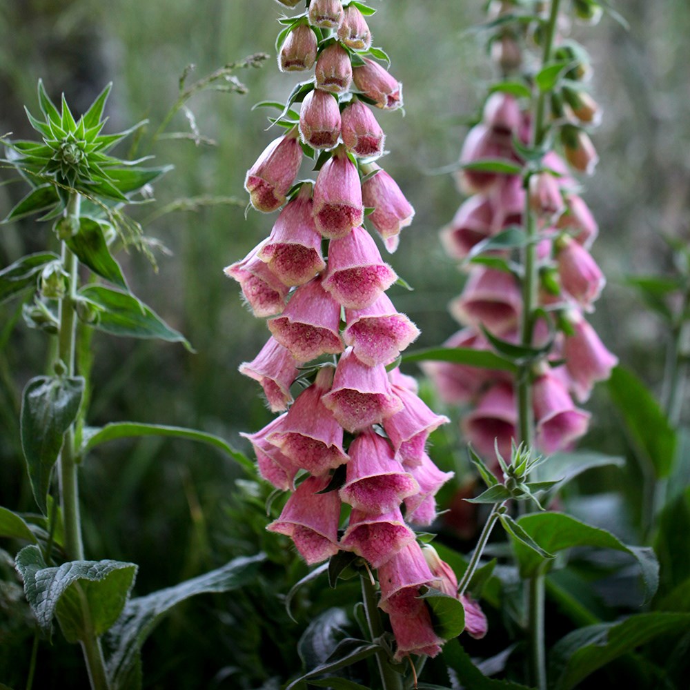 <I>Digitalis</i> × <i>mertonensis</i>