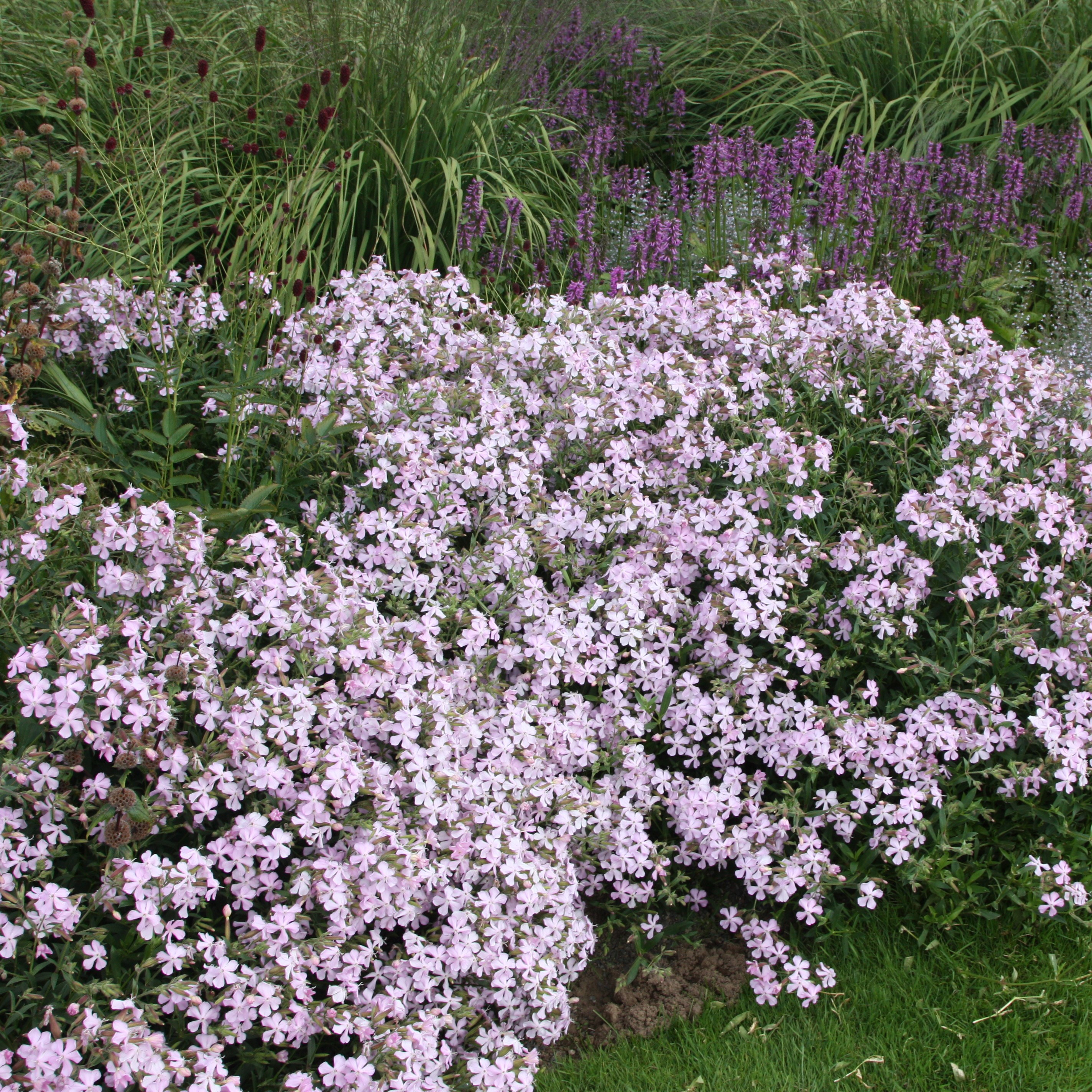 <i>Saponaria</i> × <i>lempergii</i> 'Max Frei'