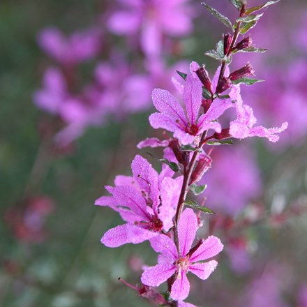 <i>Lythrum virgatum</i> 'Dropmore Purple'