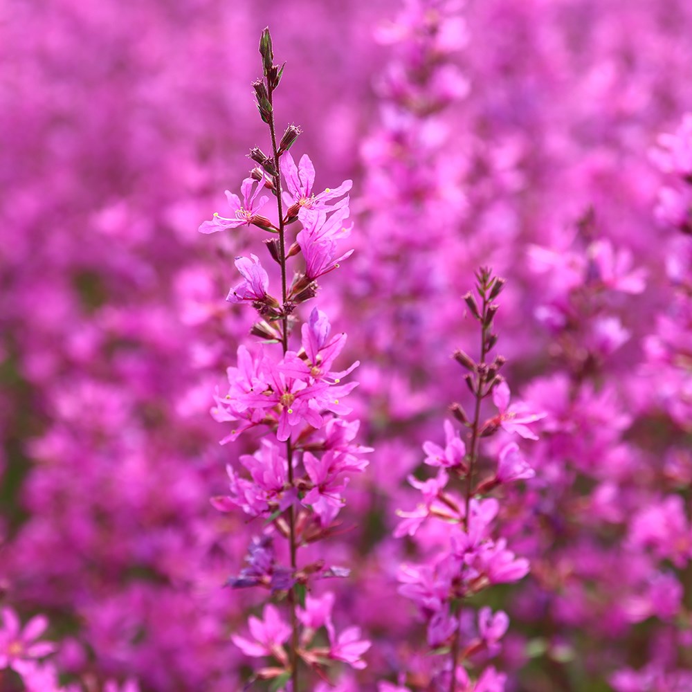 <i>Lythrum virgatum</i> 'Dropmore Purple'