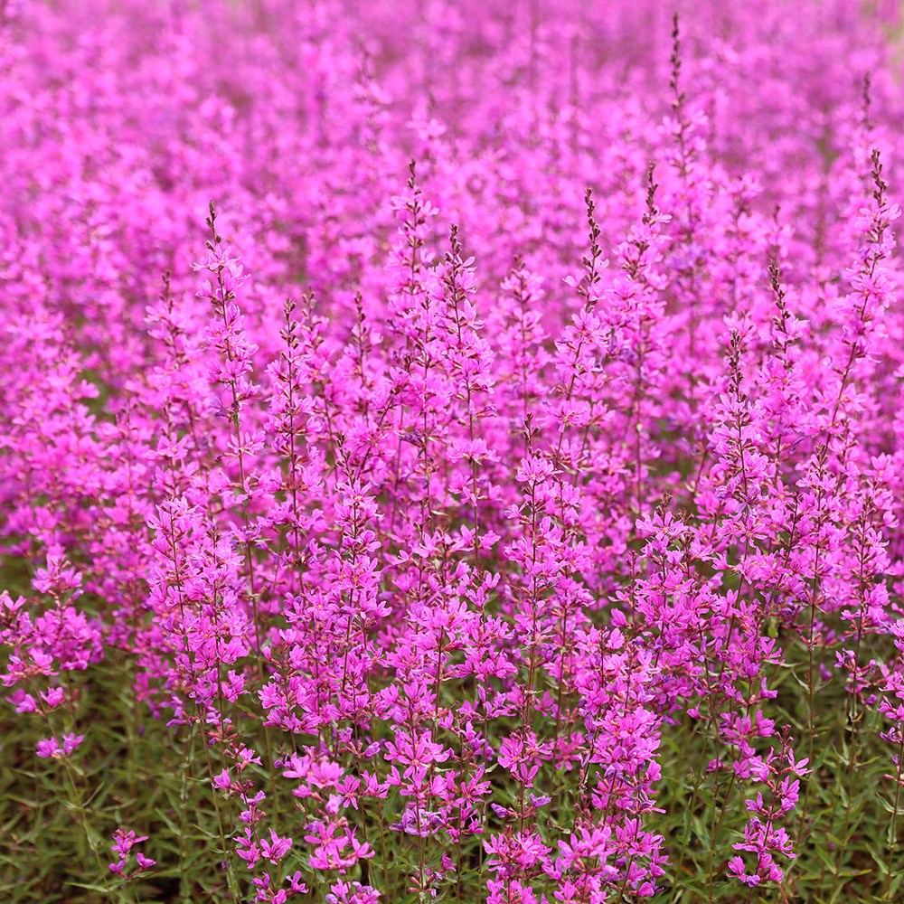 <i>Lythrum virgatum</i> 'Dropmore Purple'