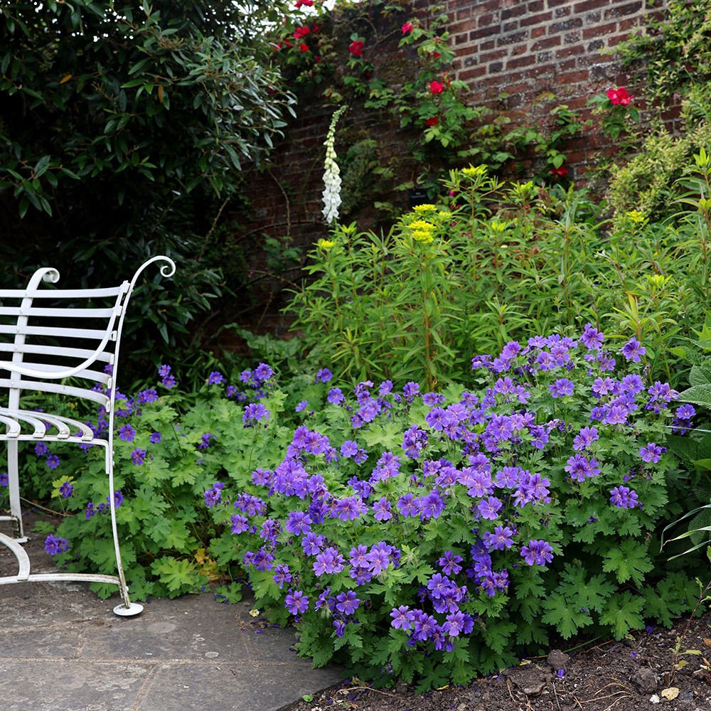 <i>Geranium</I> × <I>magnificum</I> 'Rosemoor'