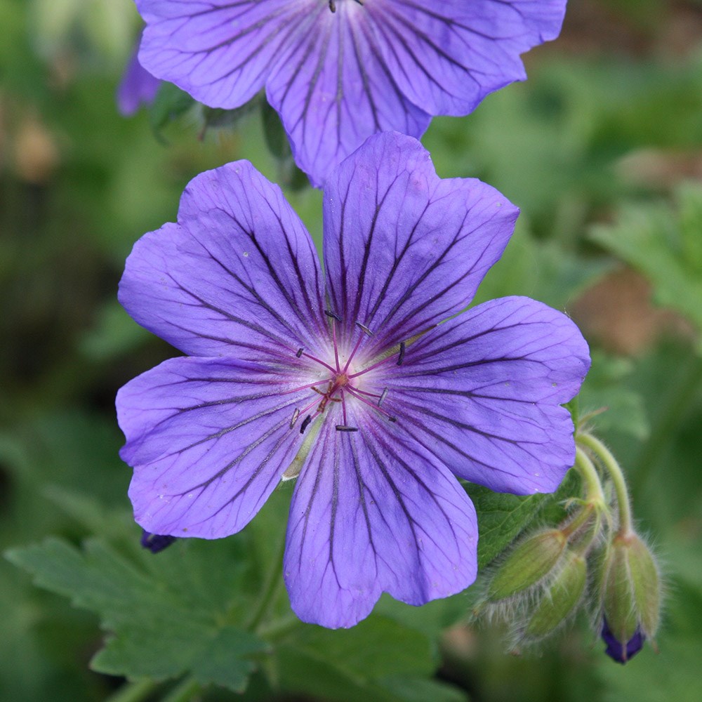 <i>Geranium</I> × <I>magnificum</I> 'Rosemoor'