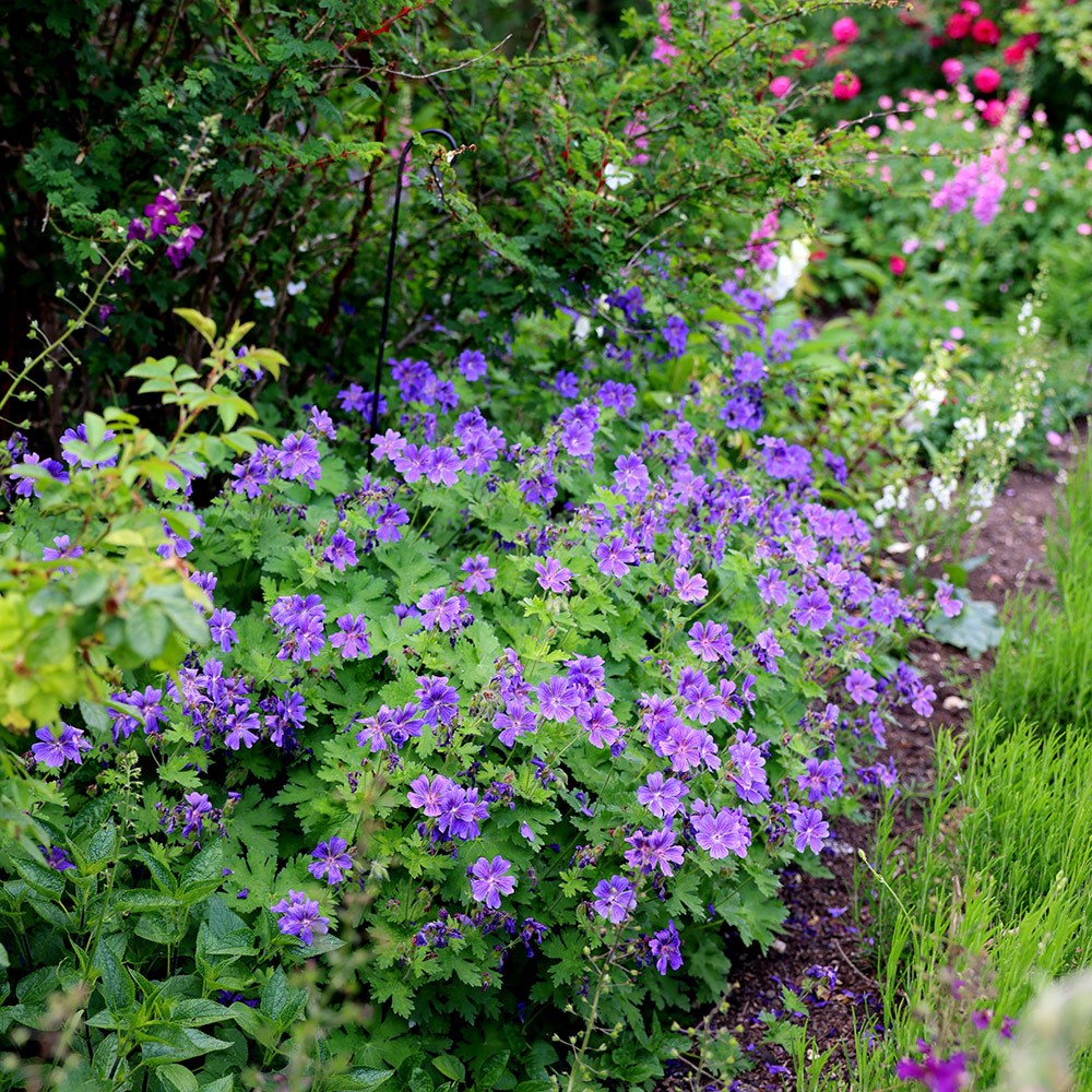 <i>Geranium</I> × <I>magnificum</I> 'Rosemoor'